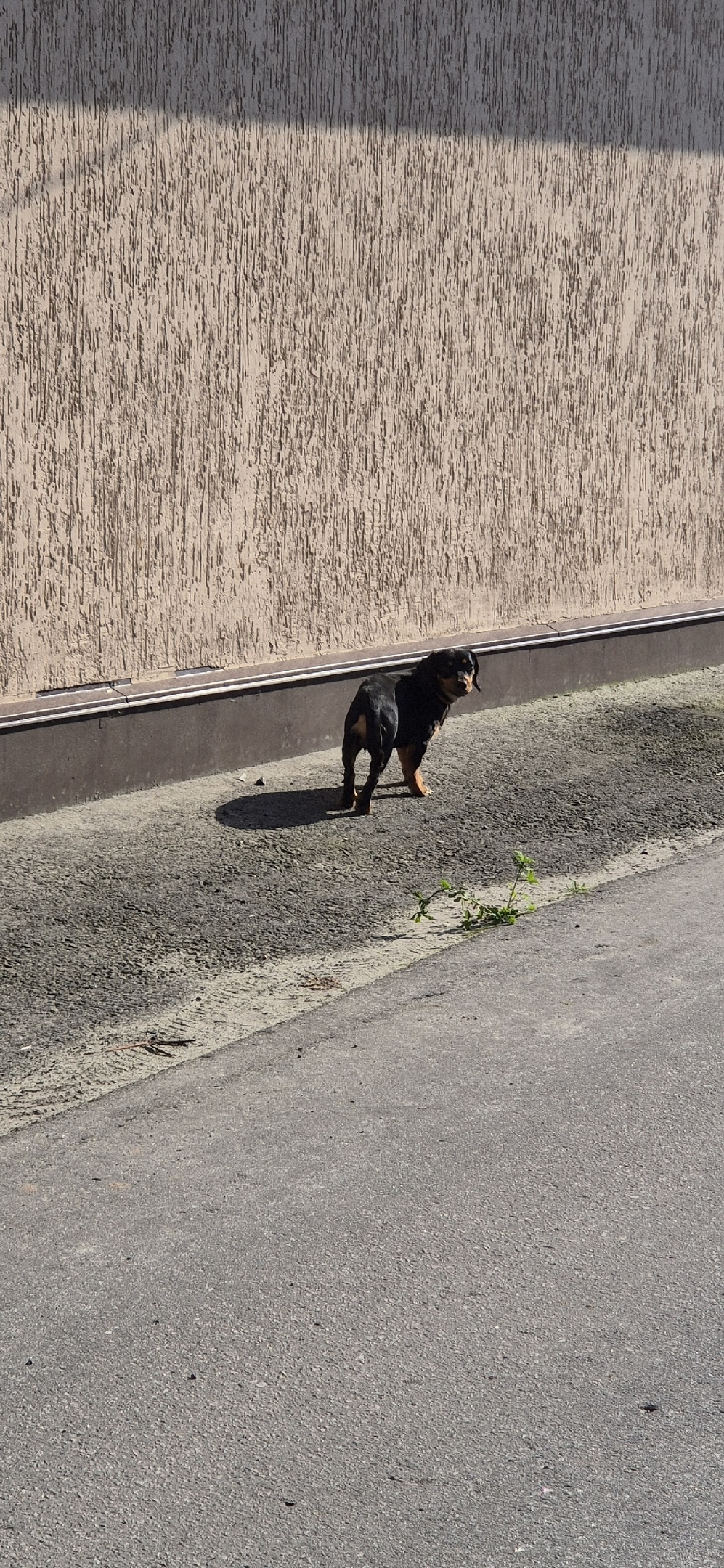 Найдена собака в Курске — фото объявления