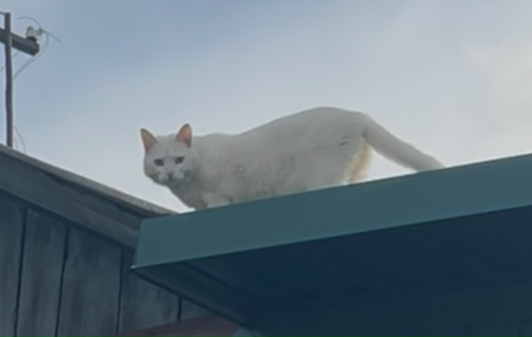 Пропала кошка в Курске — фото объявления