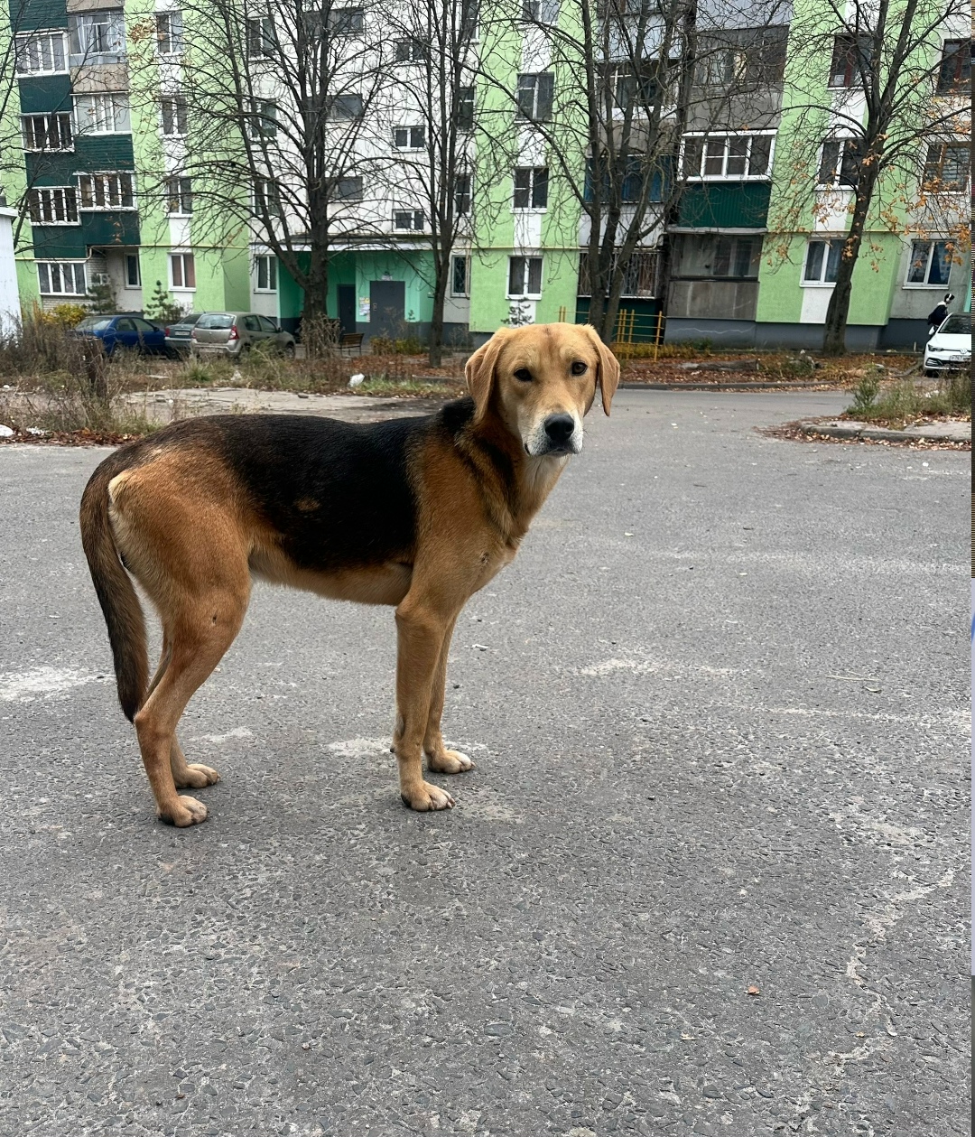 Пропала собака в Курске — фото объявления