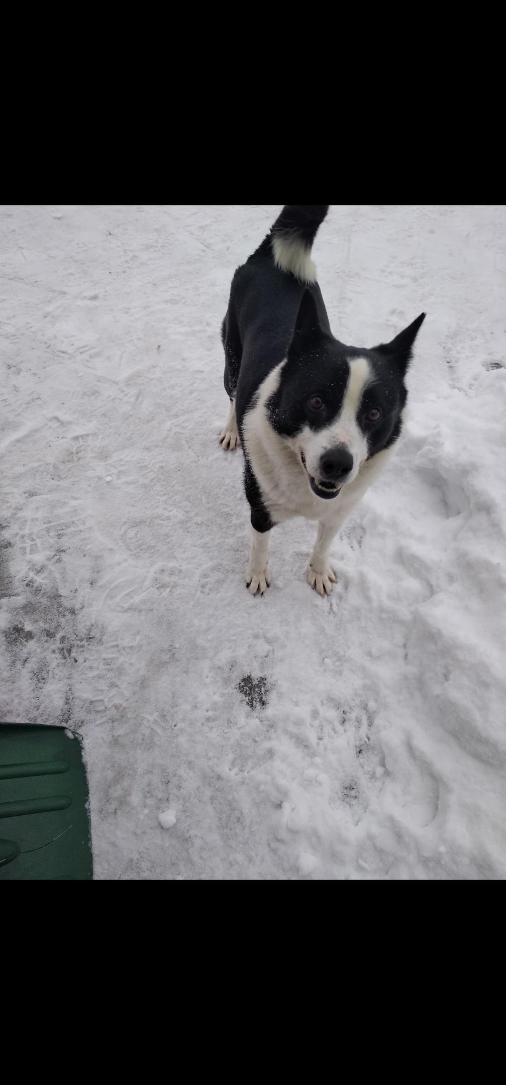 Пропала собака в Курске — фото объявления