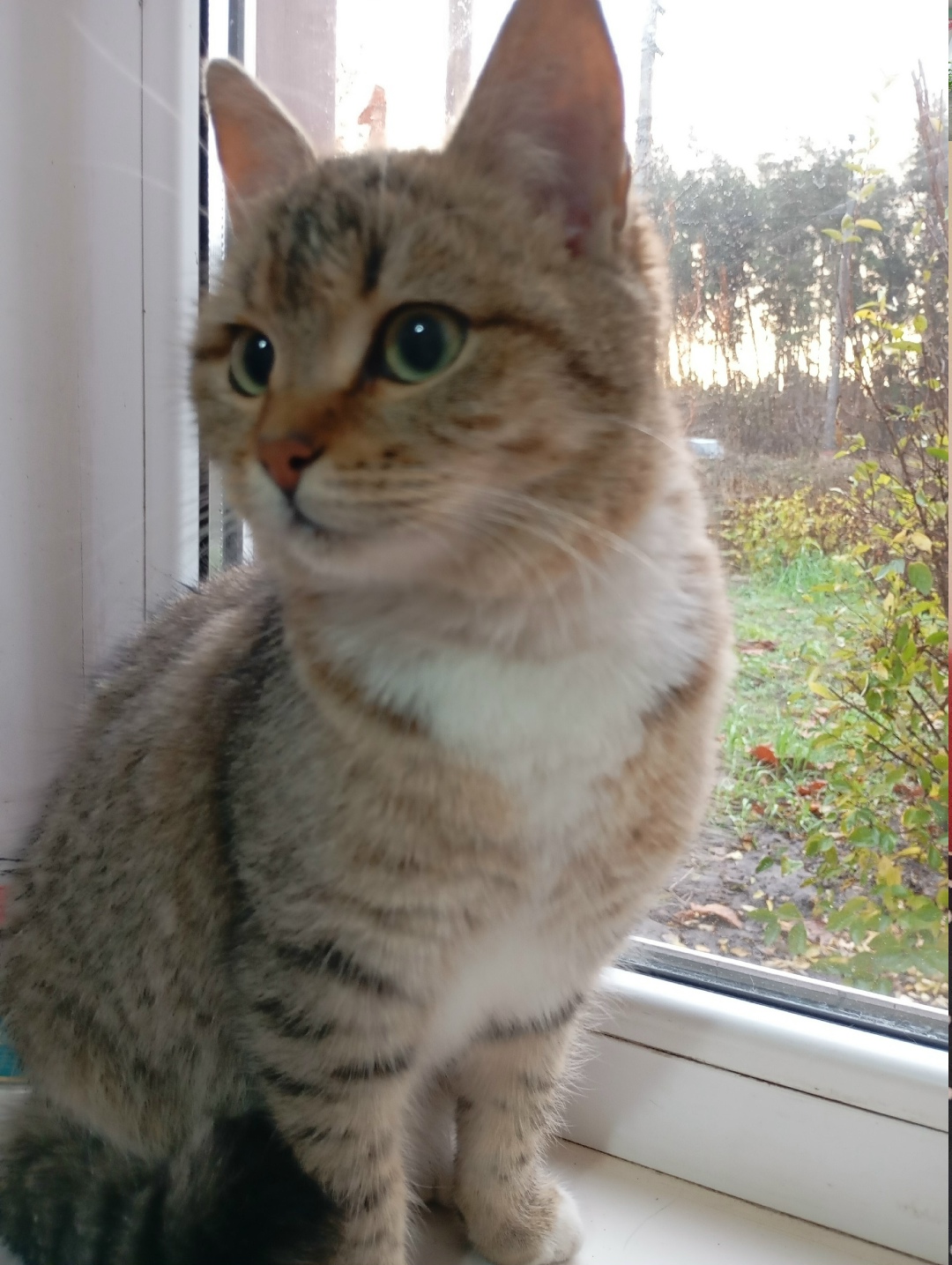 Найдена кошка в Курске — фото объявления