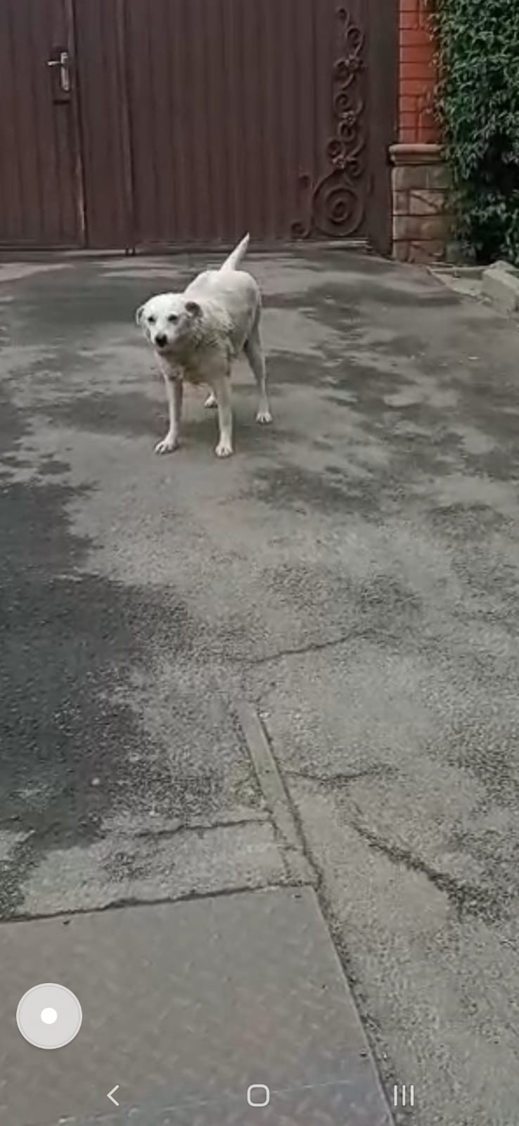 Пропала собака в Курске — фото объявления