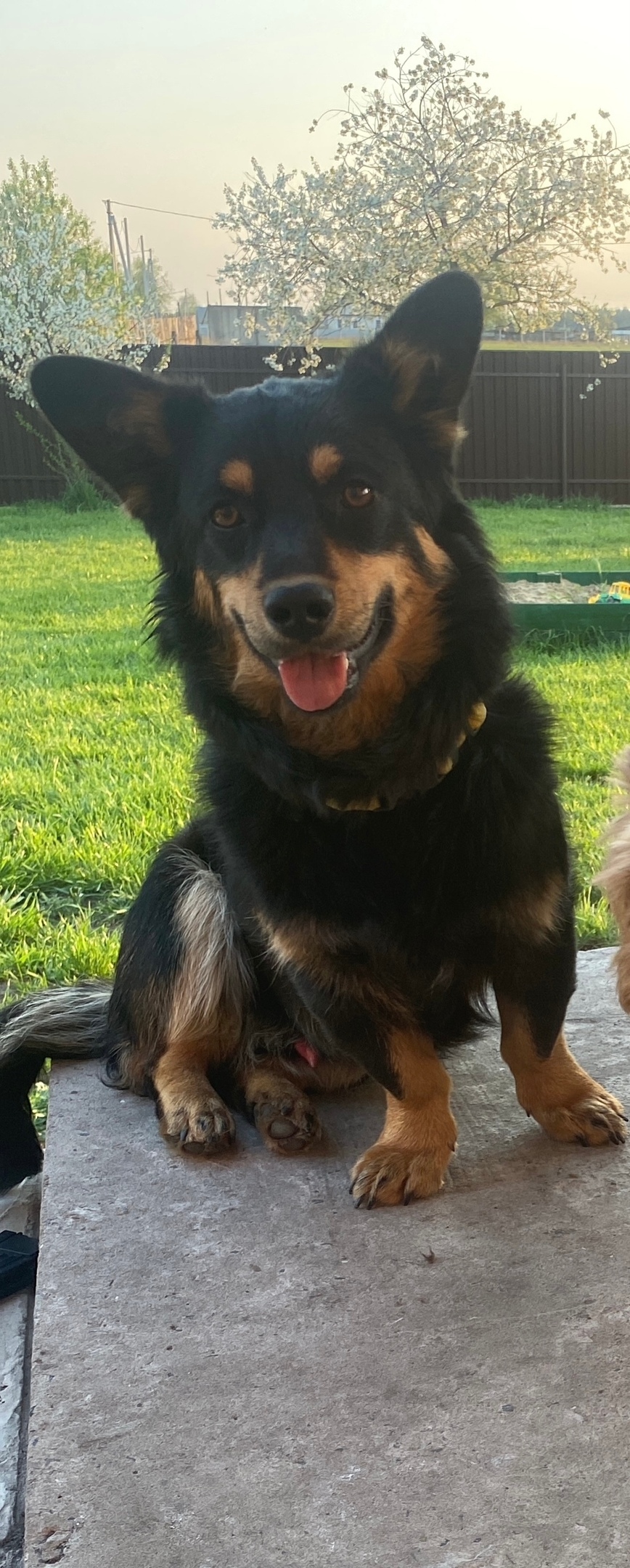 Пропала собака в Курске — фото объявления