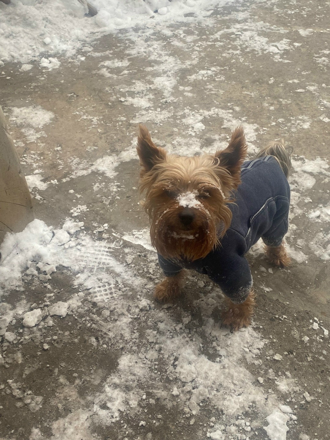 Пропала собака в Курске — фото объявления