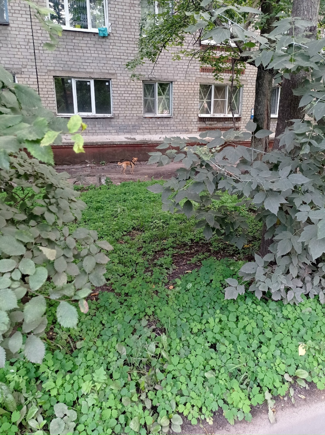 Найдена собака в Курске — фото объявления