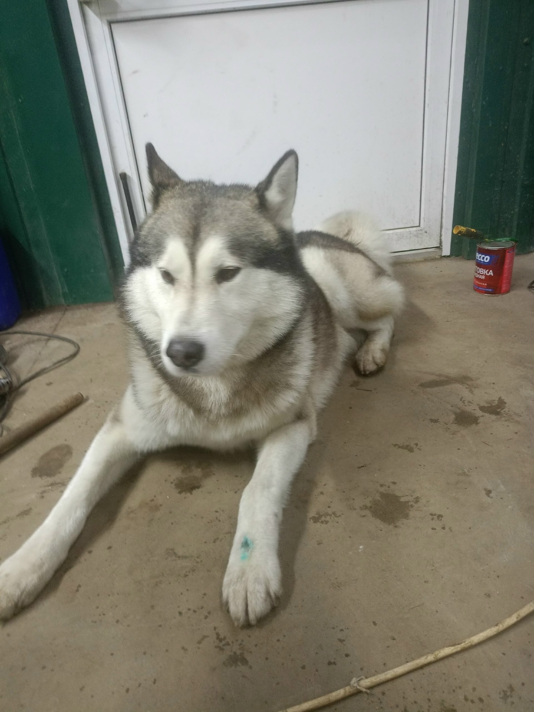 Найдена собака в Курске — фото объявления