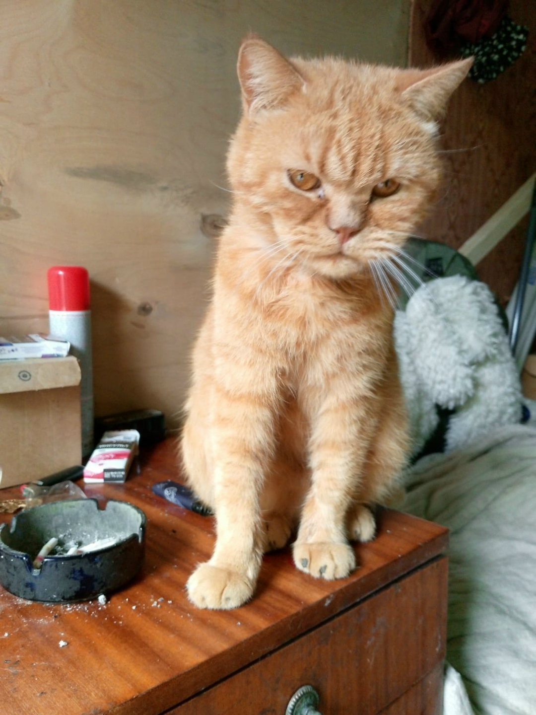 Найдена собака в Курске — фото объявления