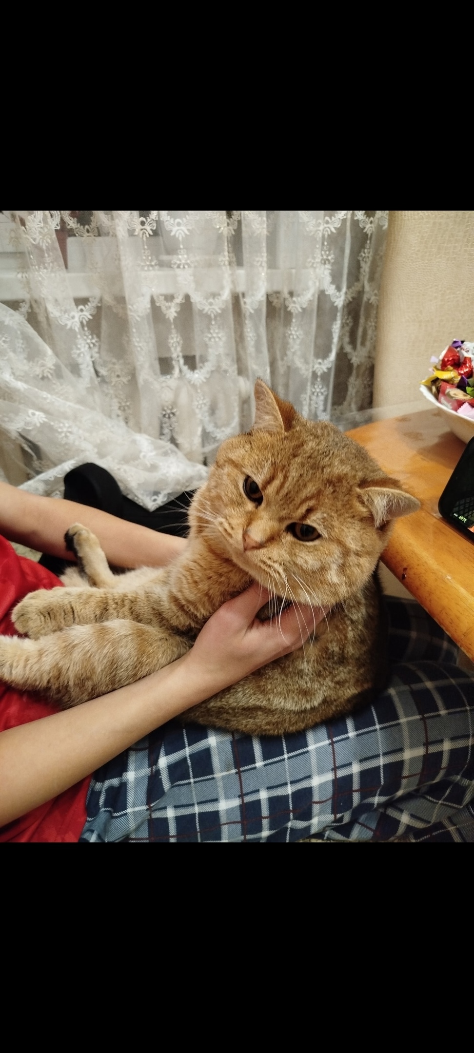 Пропала кошка в Курске — фото объявления