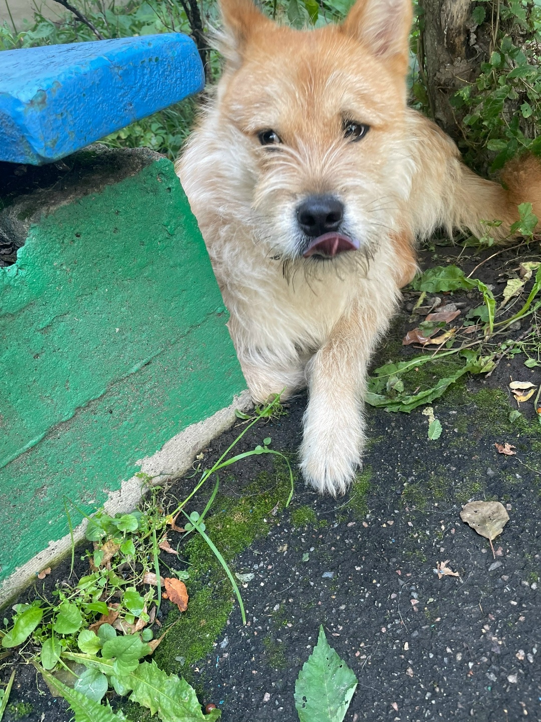 Найдена собака в Курске — фото объявления