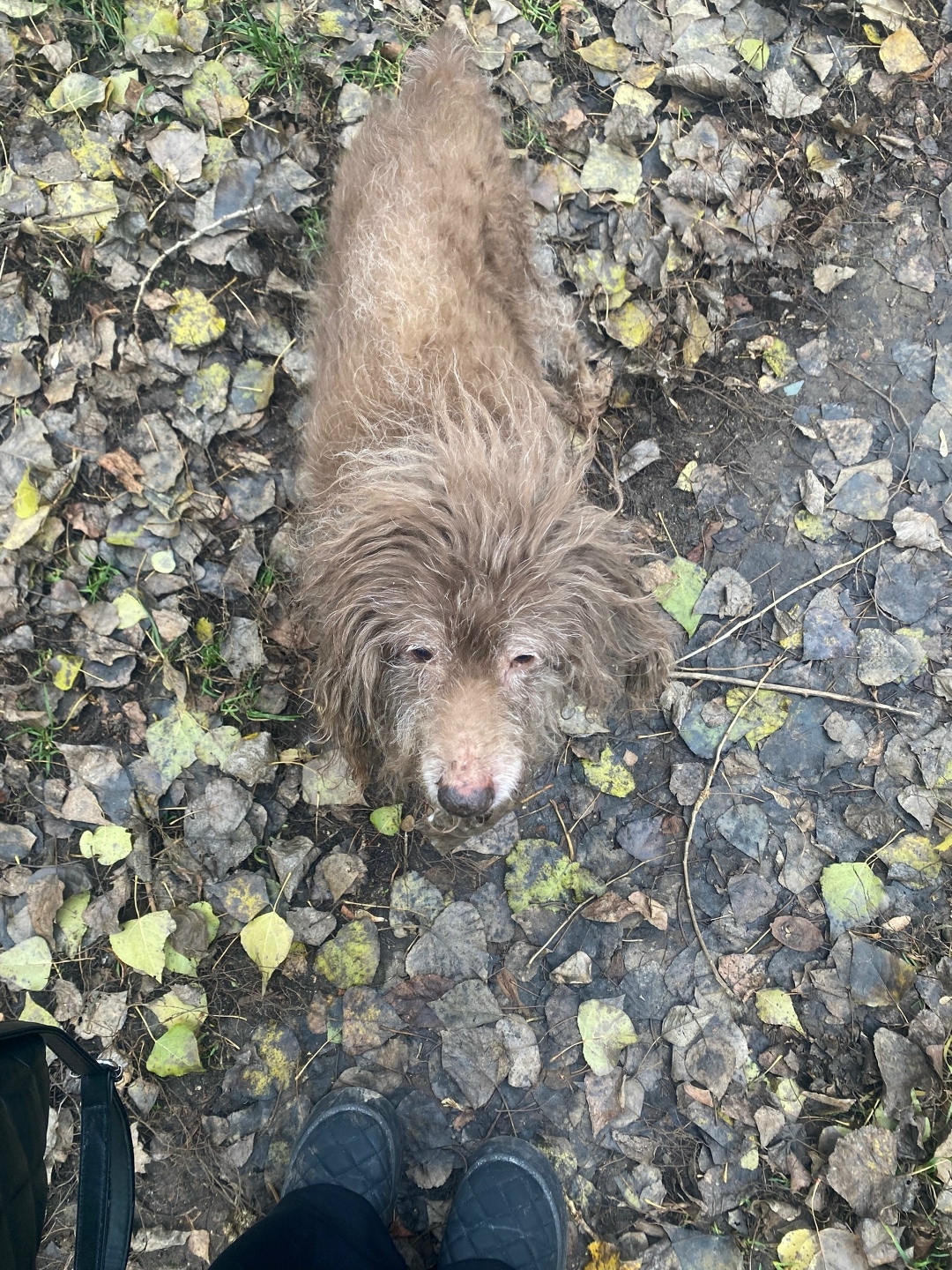 Найдена собака в Курске — фото объявления
