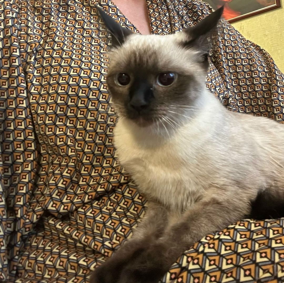 Найдена кошка в Курске — фото объявления