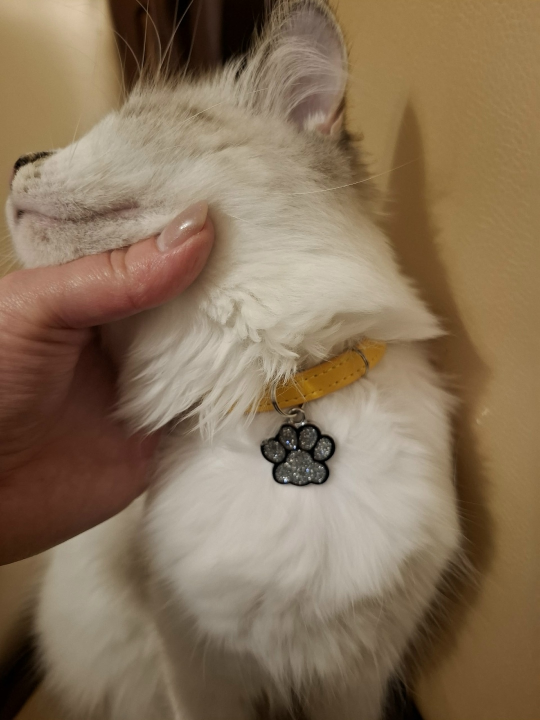 Пропала кошка в Курске — фото объявления