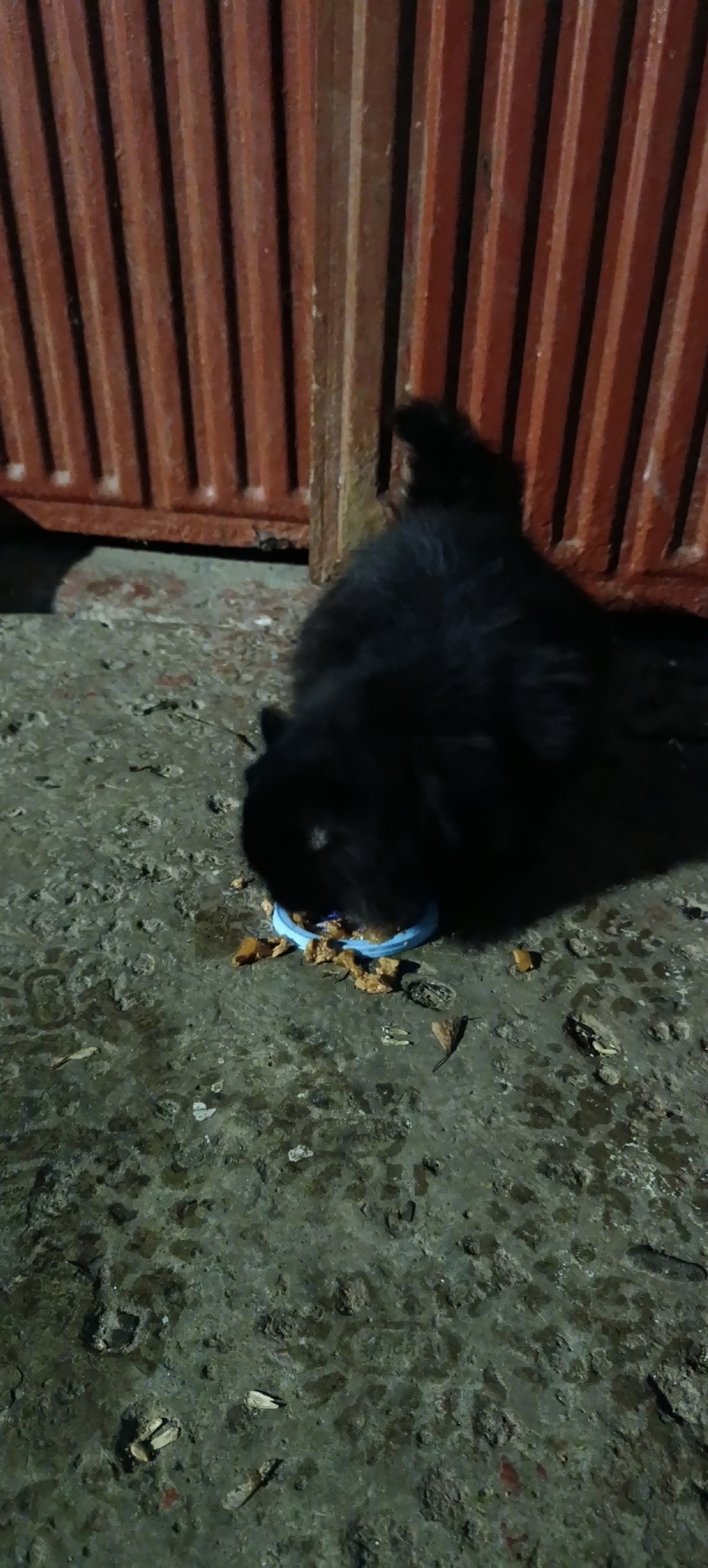 Найдена кошка в Курске — фото объявления