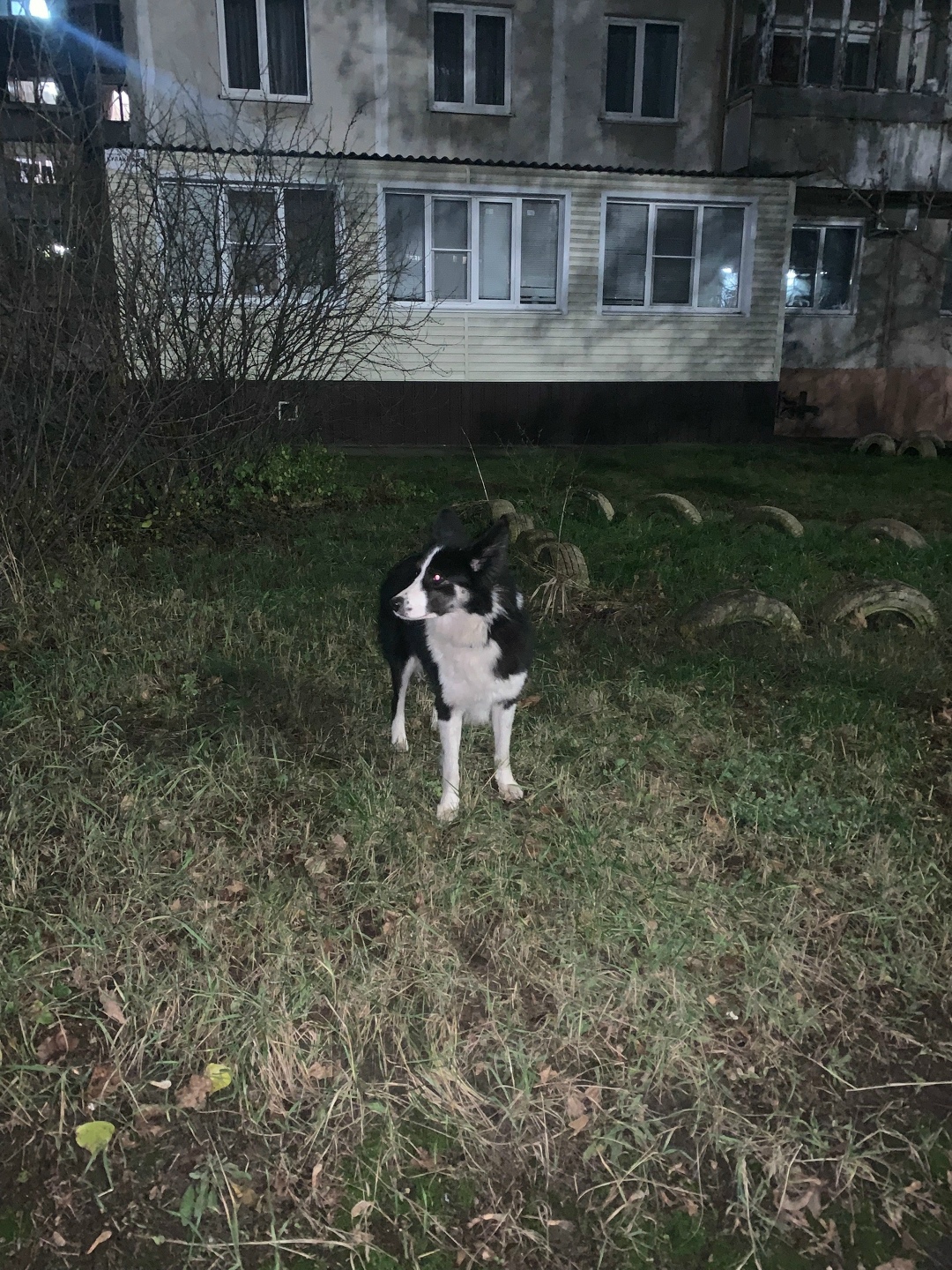 Найдена собака в Курске — фото объявления