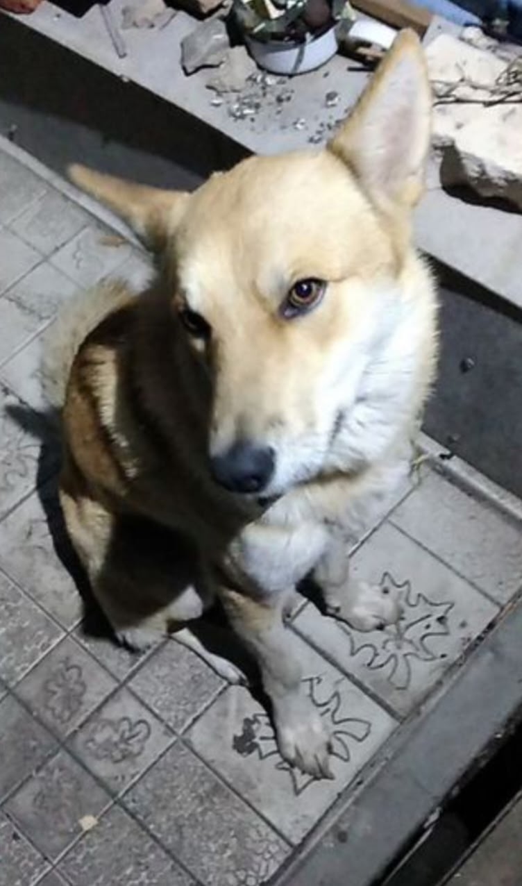 Пропала собака в Курске — фото объявления