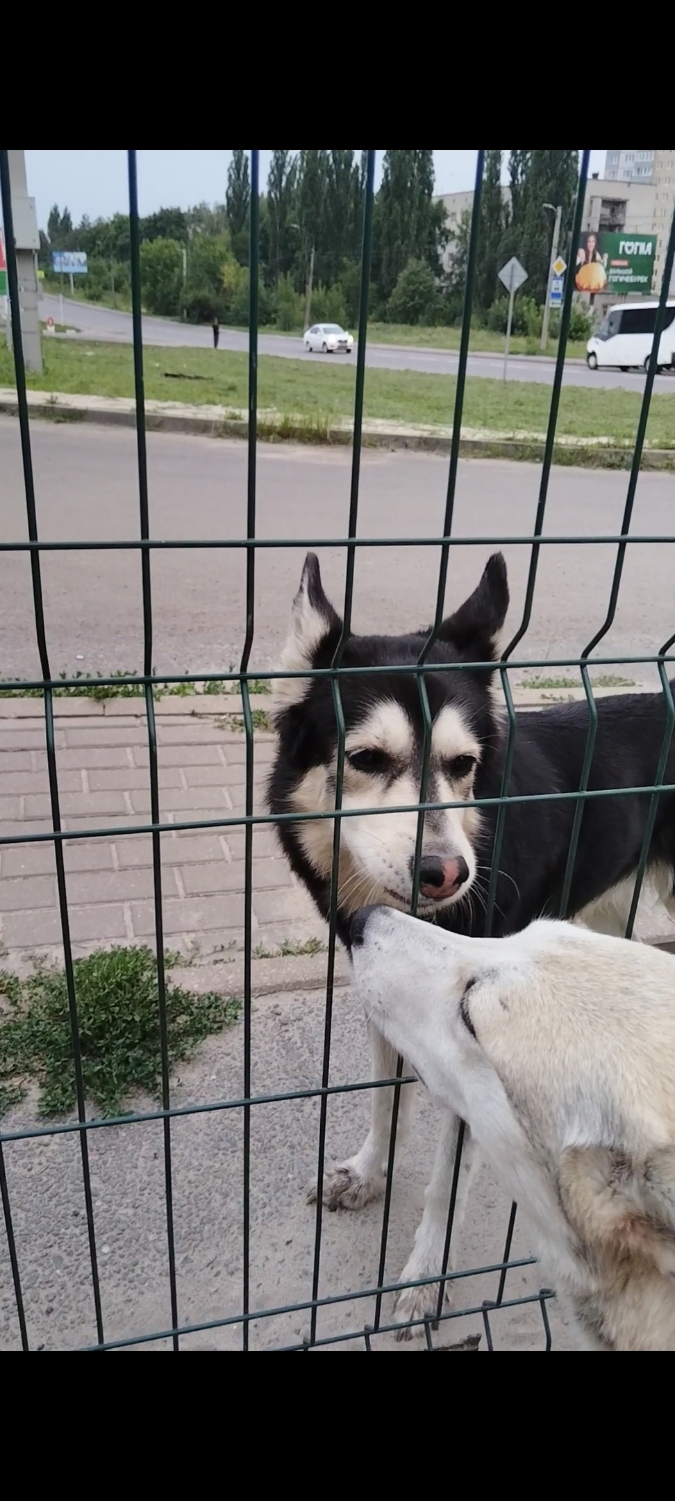 Найдена собака в Курске — фото объявления