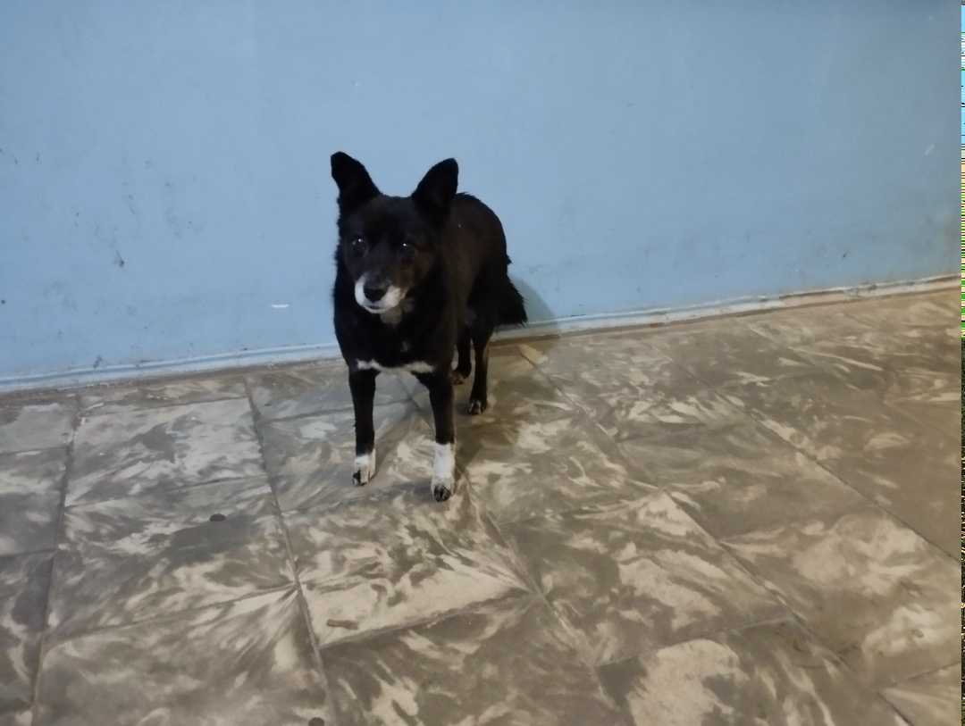 Найдена собака в Курске — фото объявления