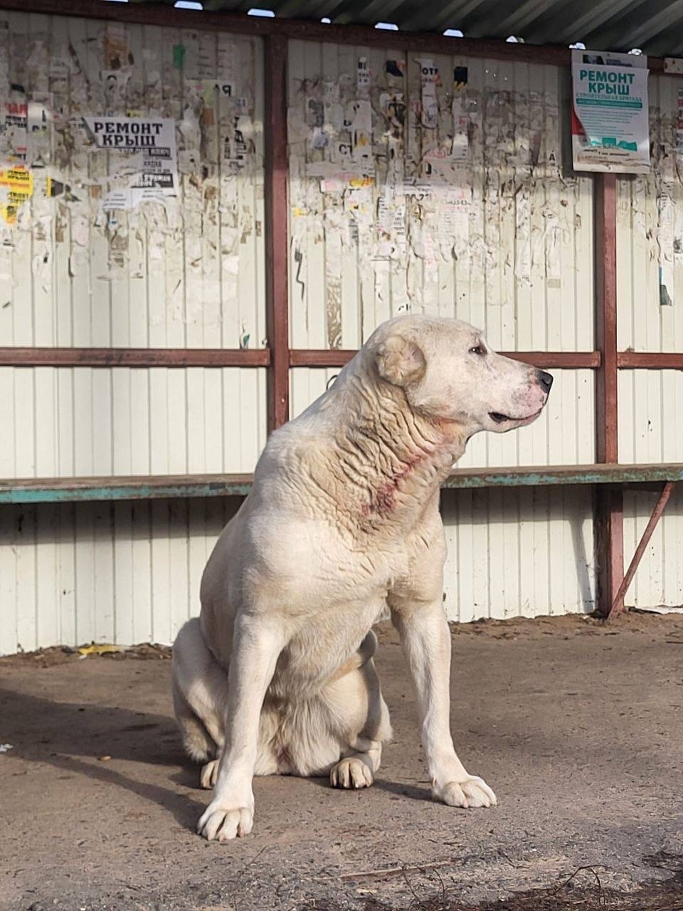 Найдена собака в Курске — фото объявления
