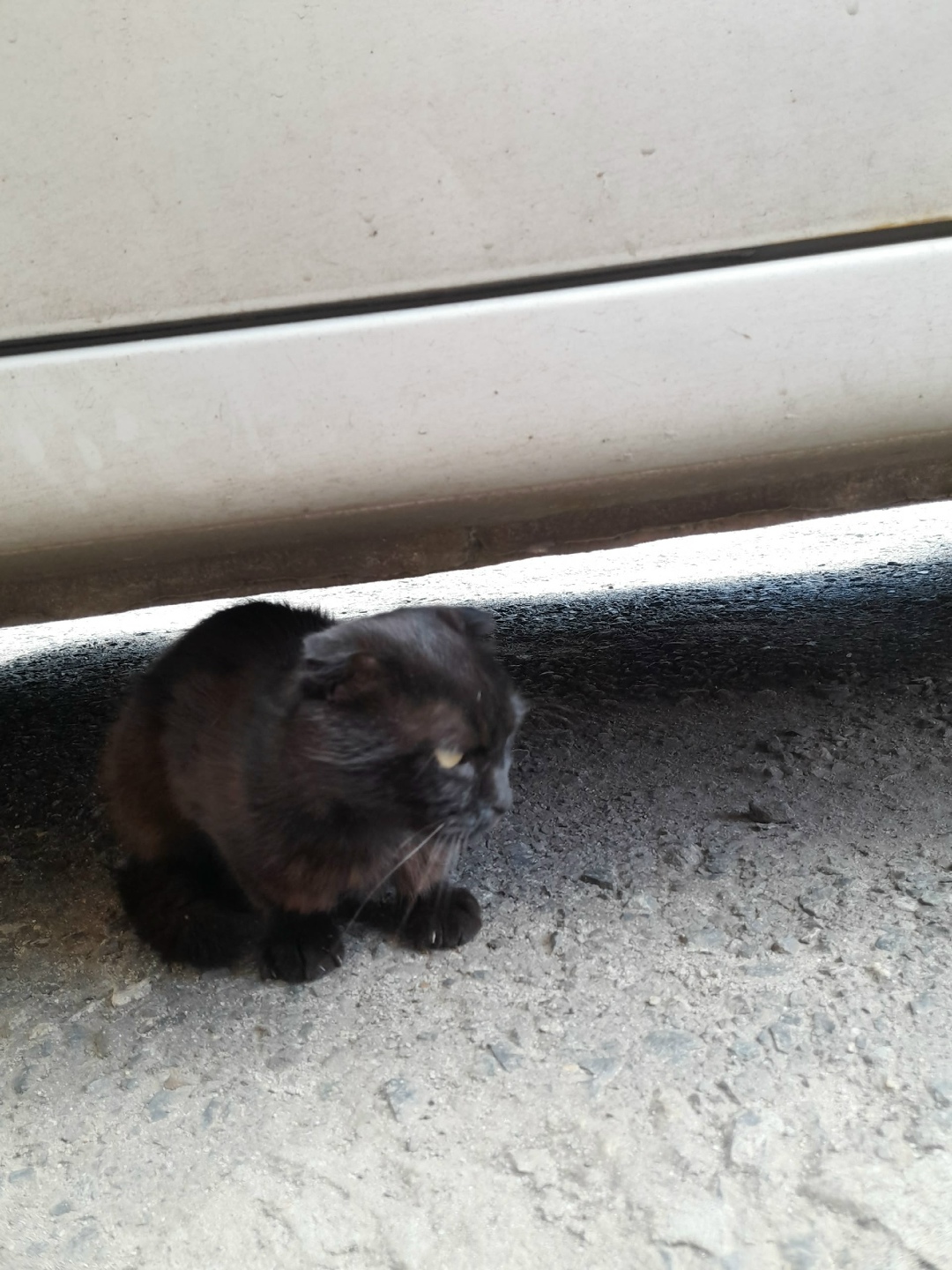 Найдена кошка в Курске — фото объявления