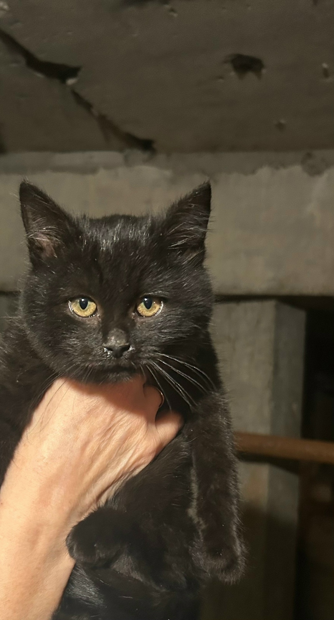 Найдена кошка в Курске — фото объявления