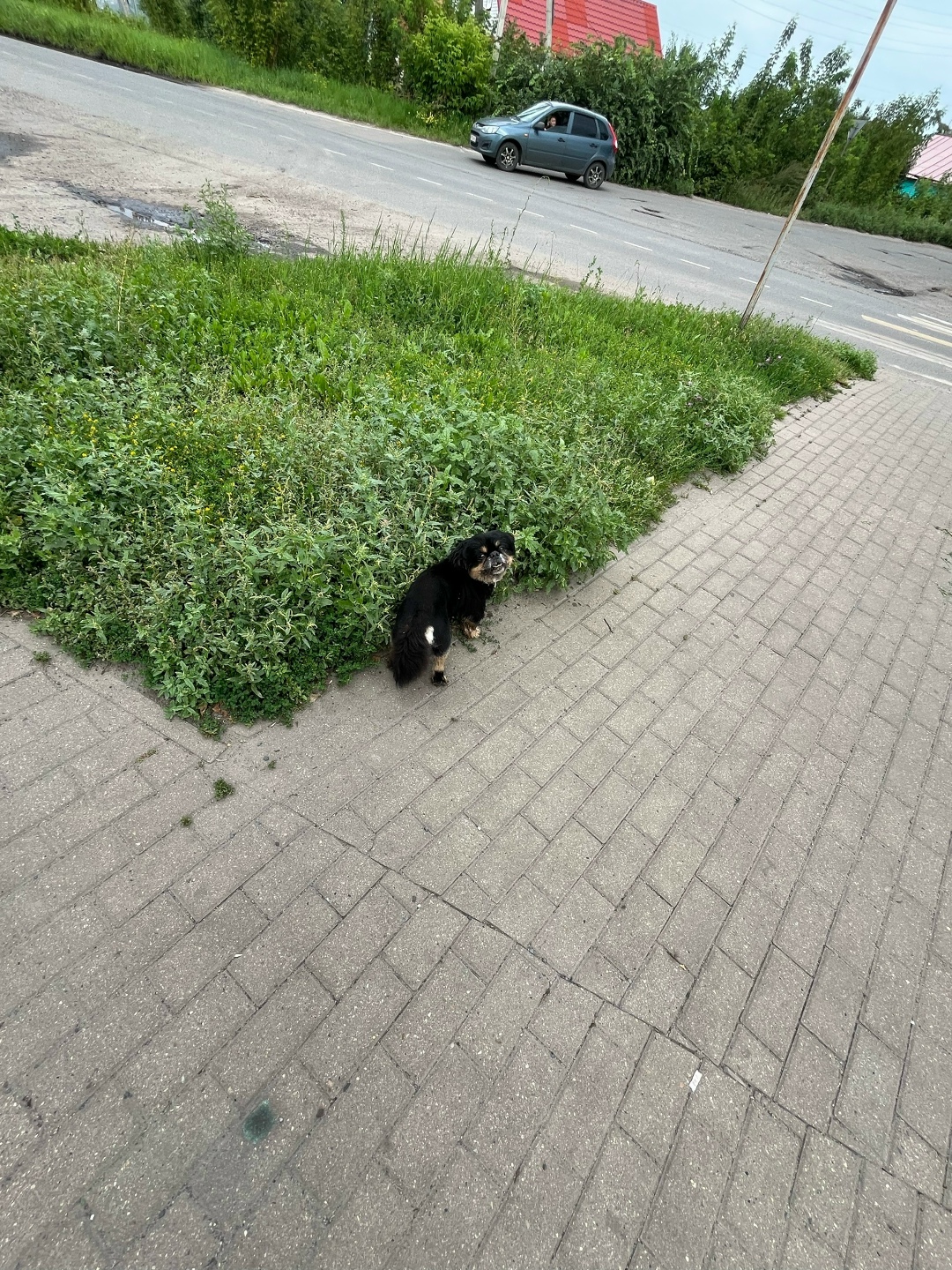 Найдена собака в Курске — фото объявления