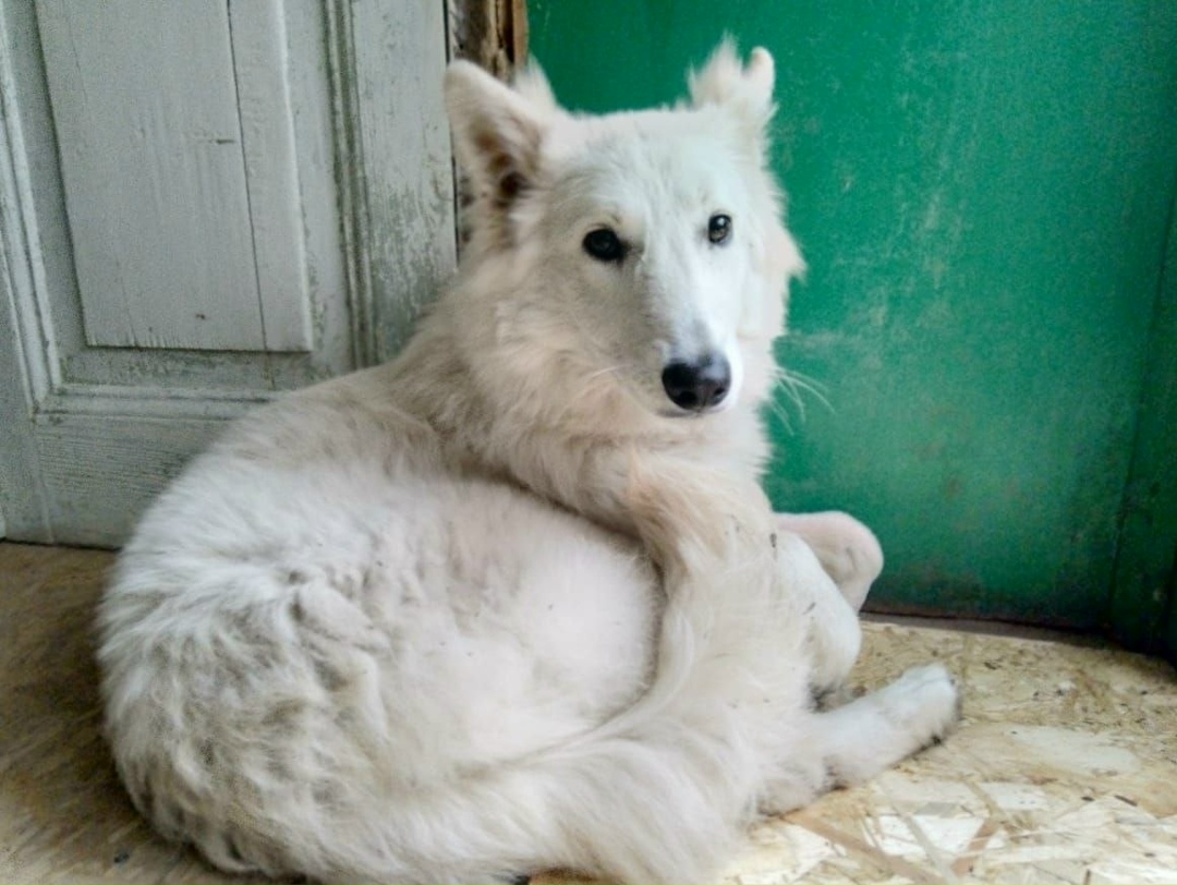 Пропала собака в Курске — фото объявления