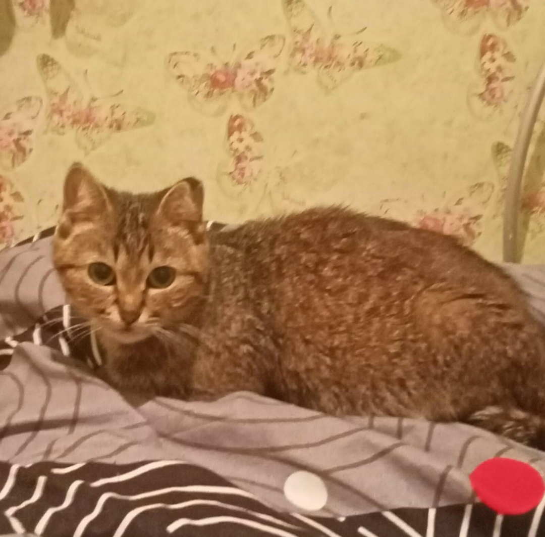 Пропала кошка в Курске — фото объявления