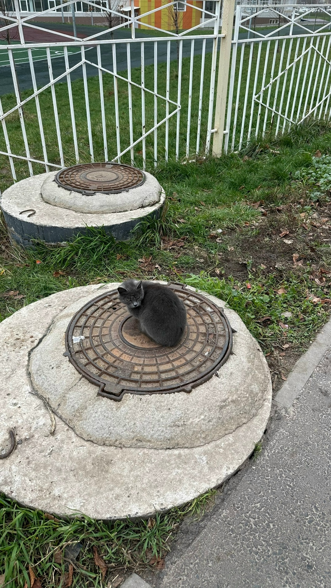 Найдена кошка в Курске — фото объявления