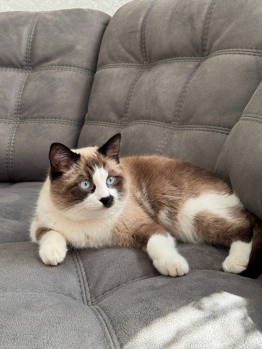 Пропала кошка в Курске — фото объявления