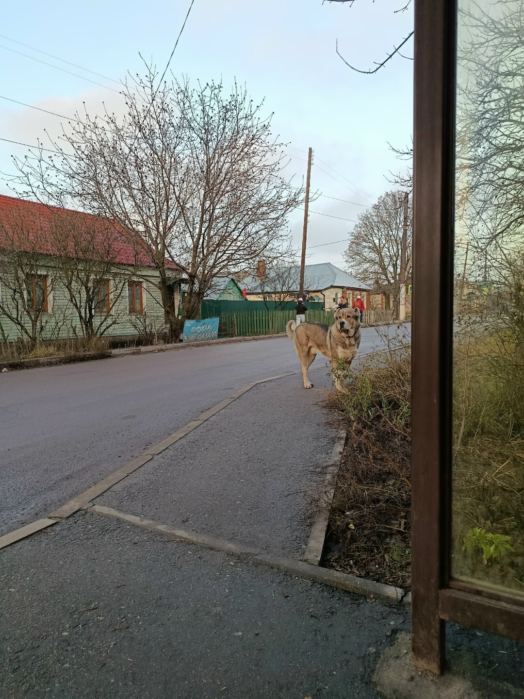 Найдена собака в Курске — фото объявления