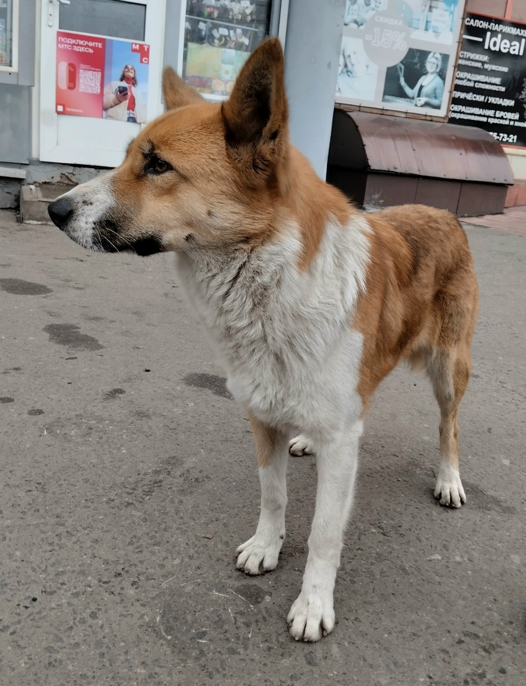 Найдена собака в Курске — фото объявления