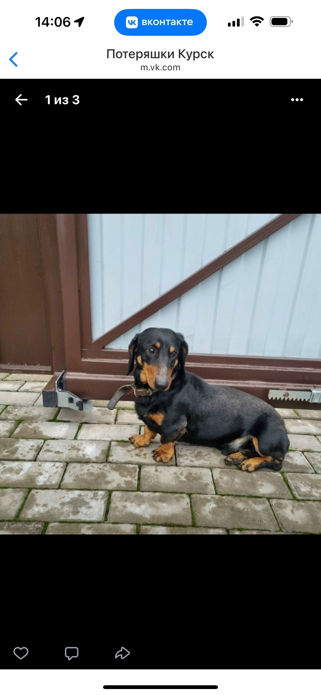 Найдена собака в Курске — фото объявления