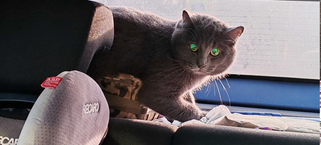 Найдена кошка в Курске — фото объявления