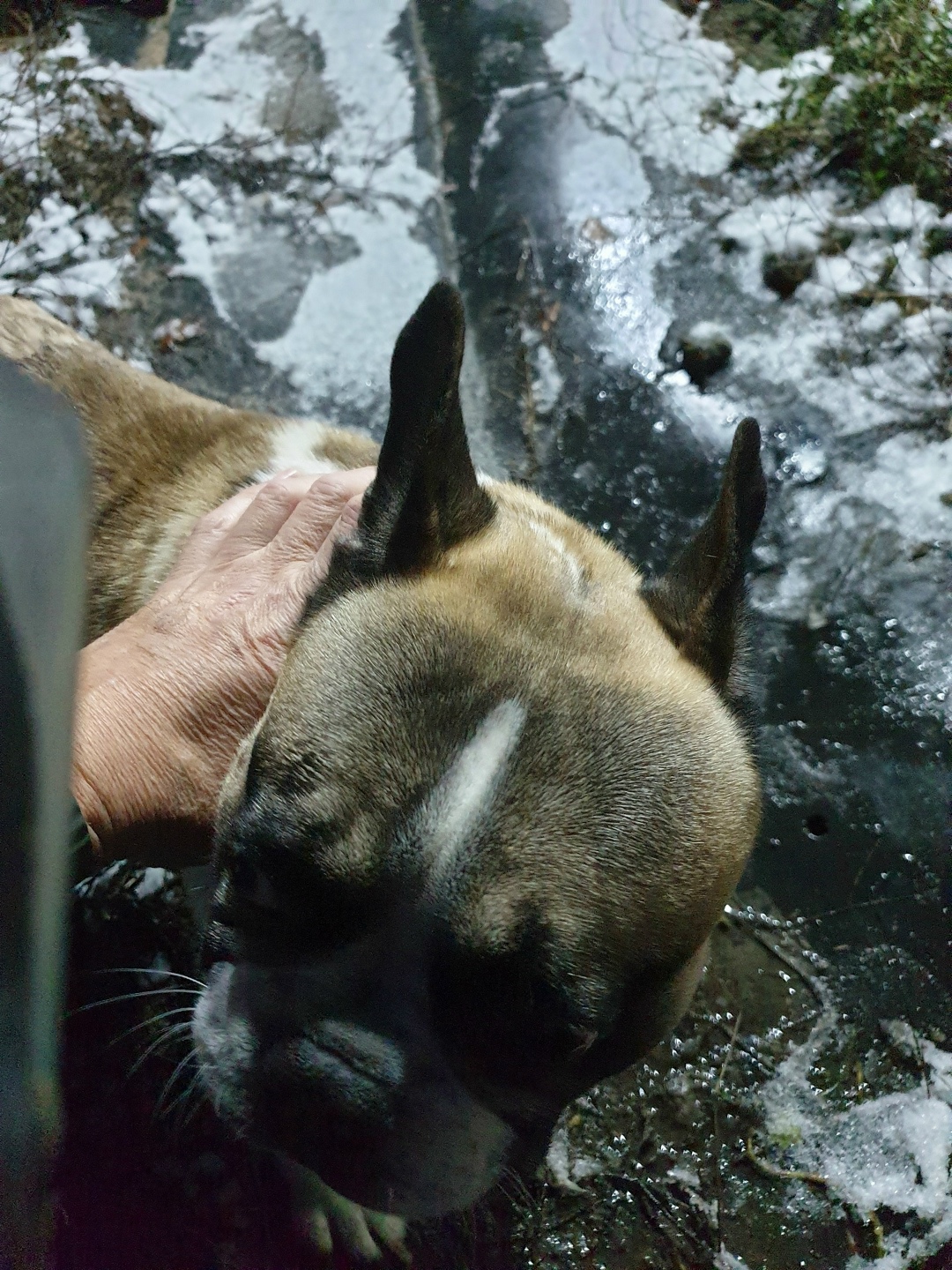 Найдена собака в Курске — фото объявления