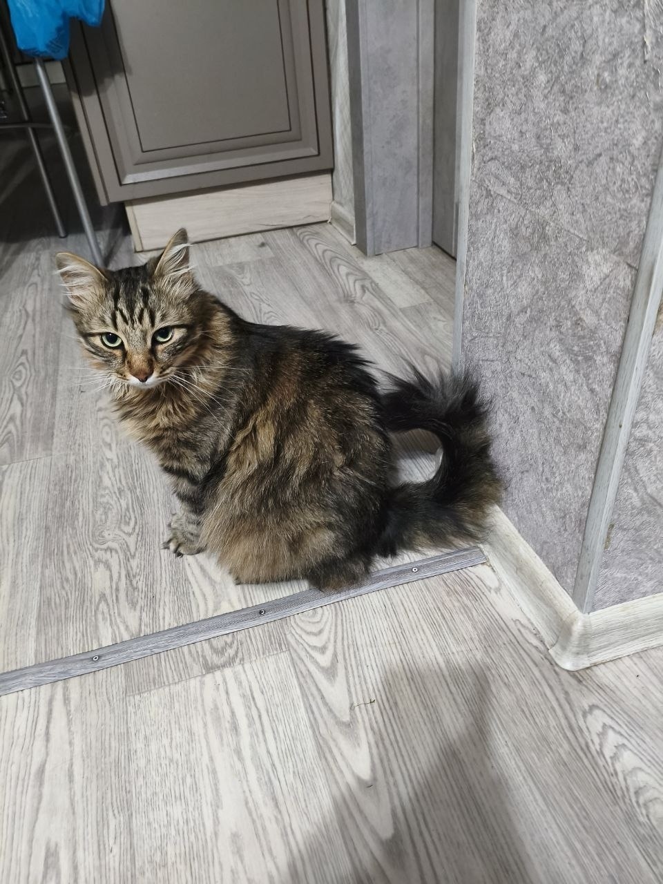 Пропала кошка в Курске — фото объявления
