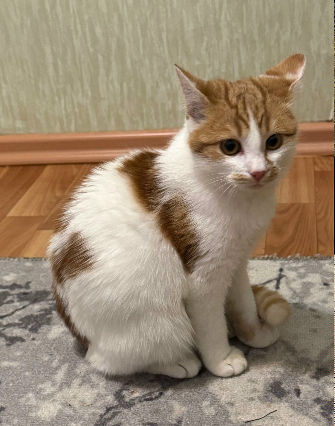 Найдена кошка в Курске — фото объявления