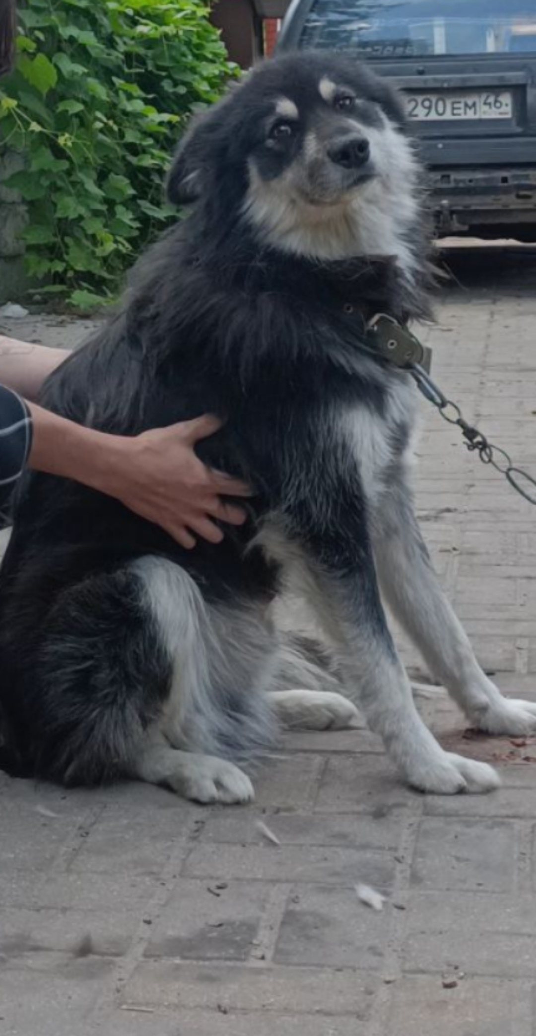 Пропала собака в Курске — фото объявления