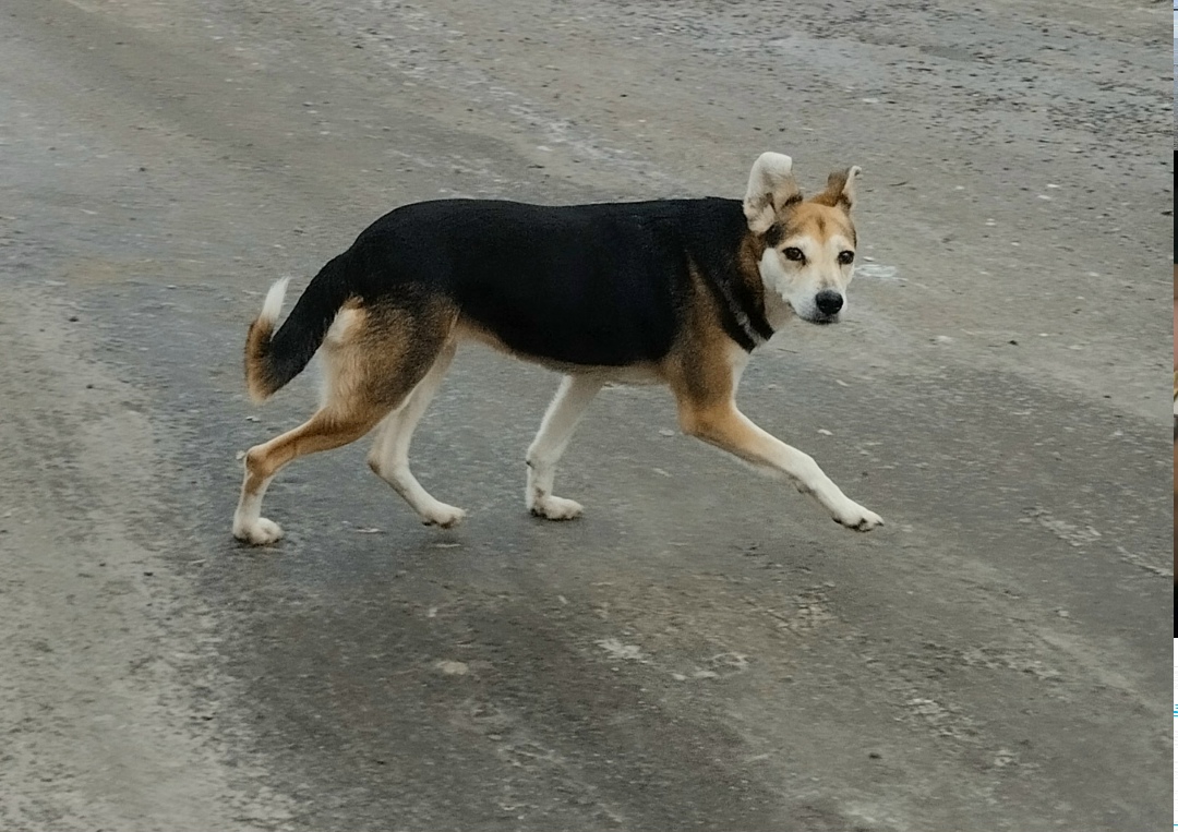 Найдена собака в Курске — фото объявления