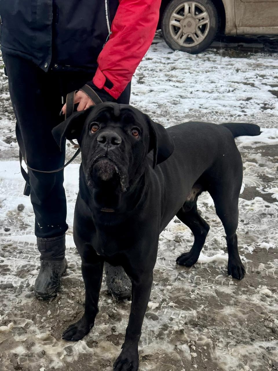 Найдена собака в Курске — фото объявления