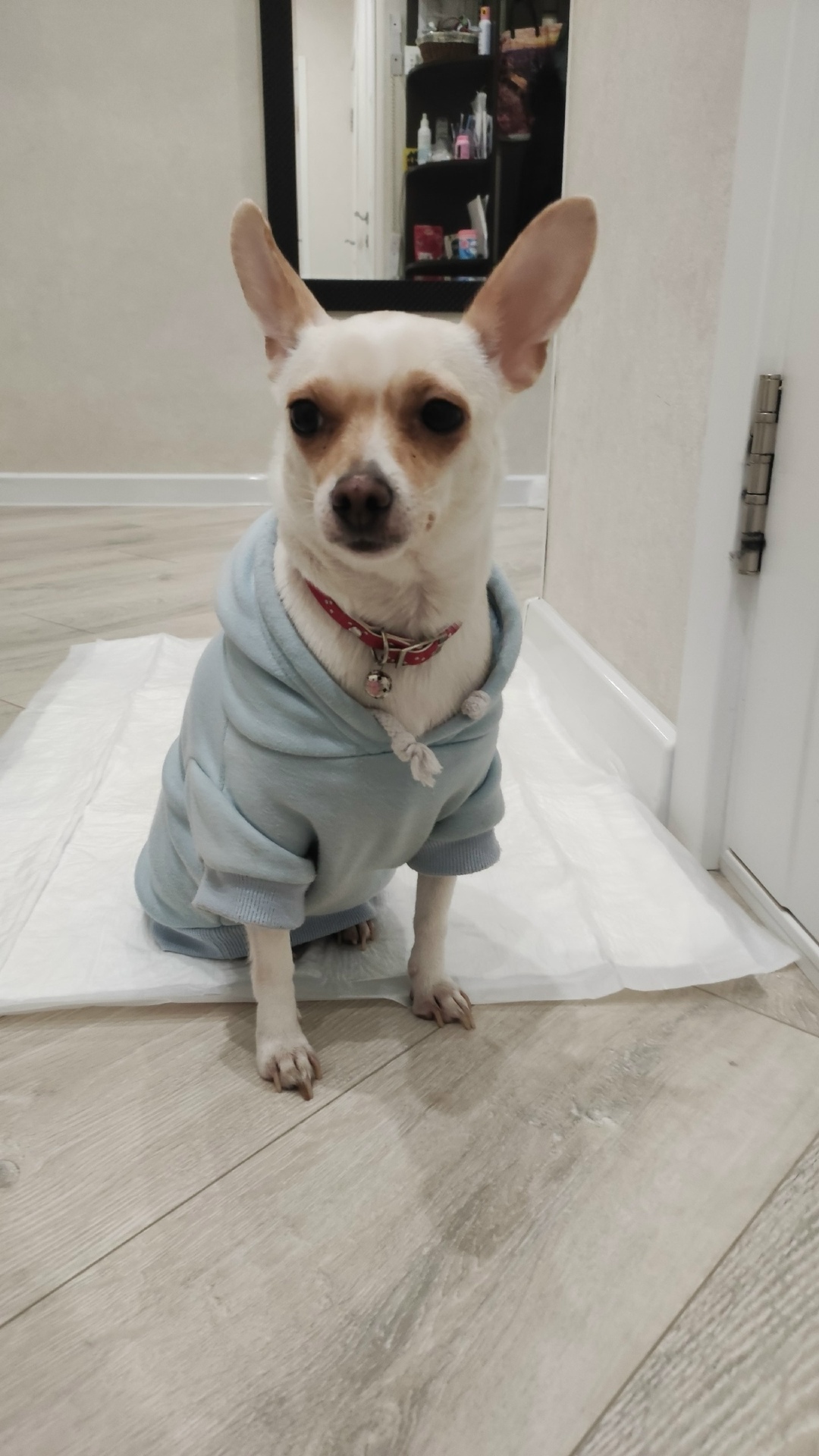 Найдена собака в Курске — фото объявления