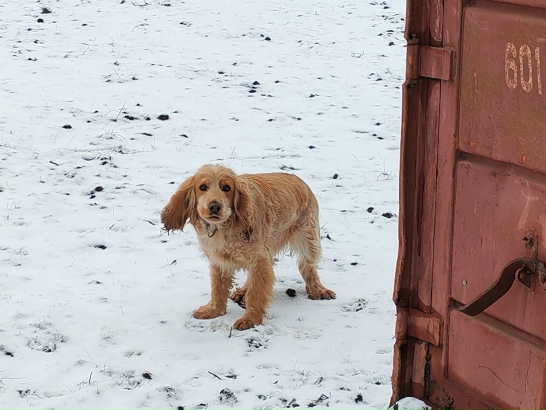 Найдена собака в Курске — фото объявления