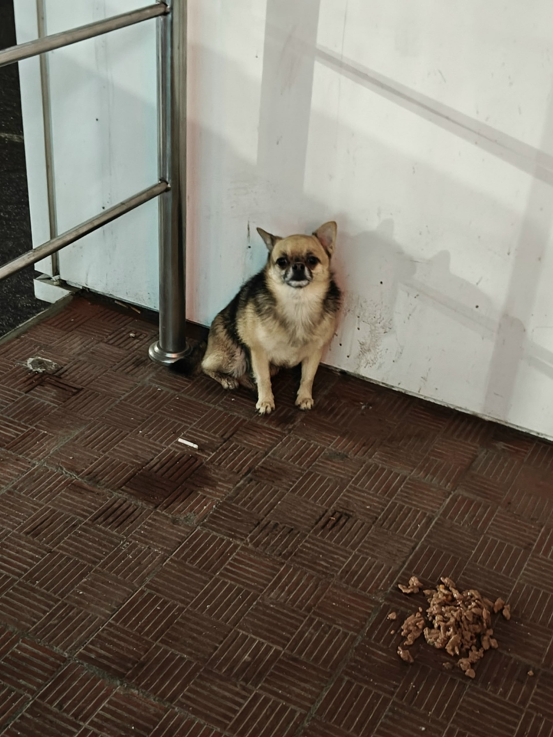 Найдена собака в Курске — фото объявления