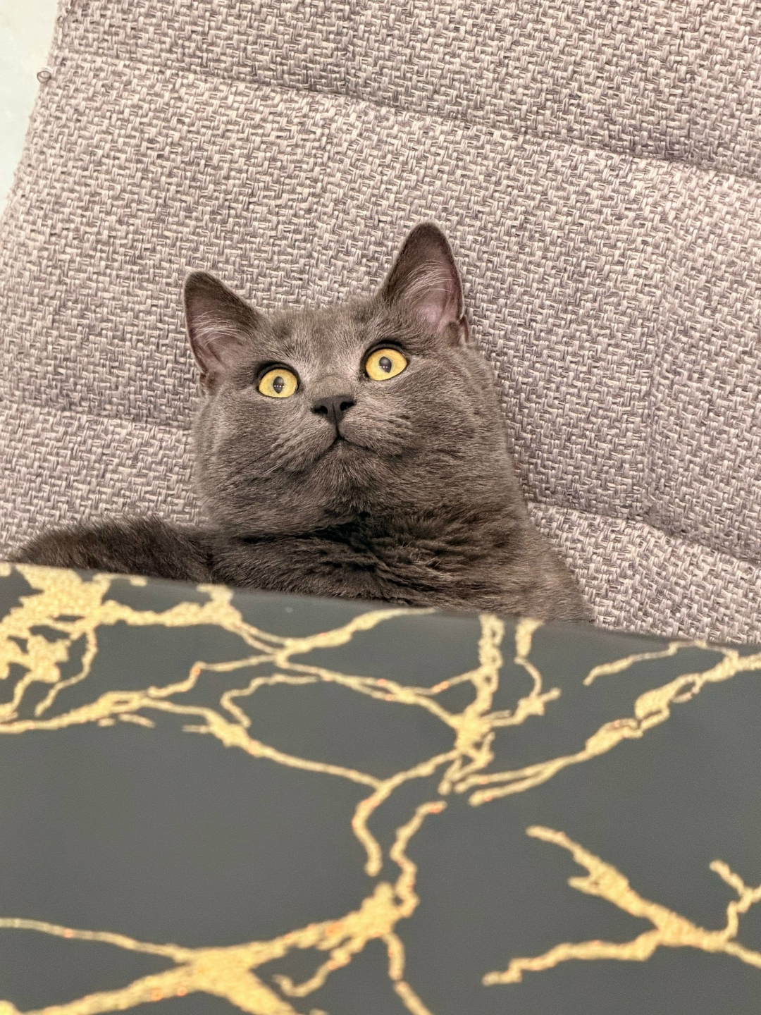 Пропала кошка в Курске — фото объявления