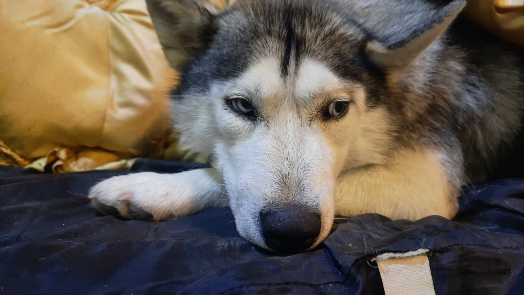 Найдена собака в Курске — фото объявления