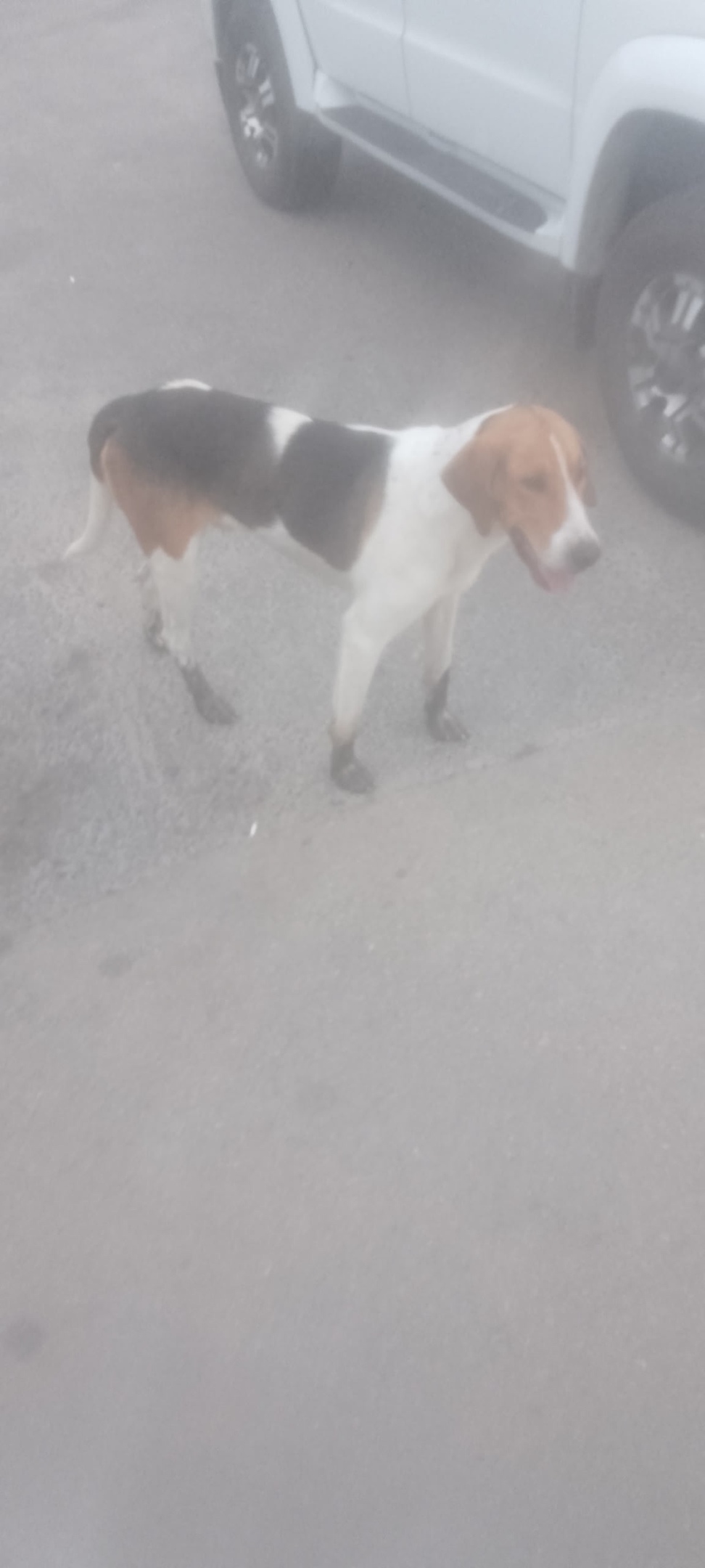 Найдена собака в Курске — фото объявления