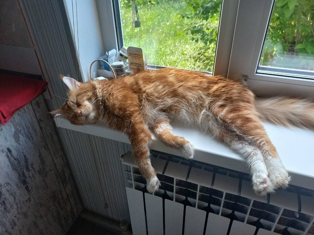 Пропала кошка в Курске — фото объявления