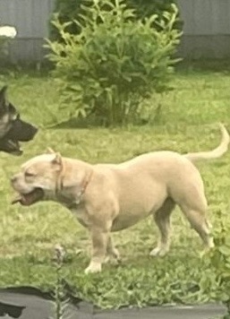 Пропала собака в Курске — фото объявления