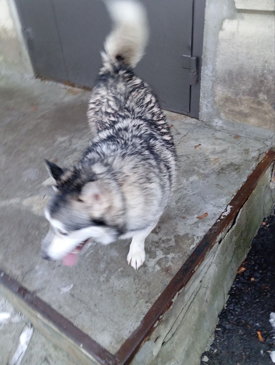 Найдена собака в Курске — фото объявления