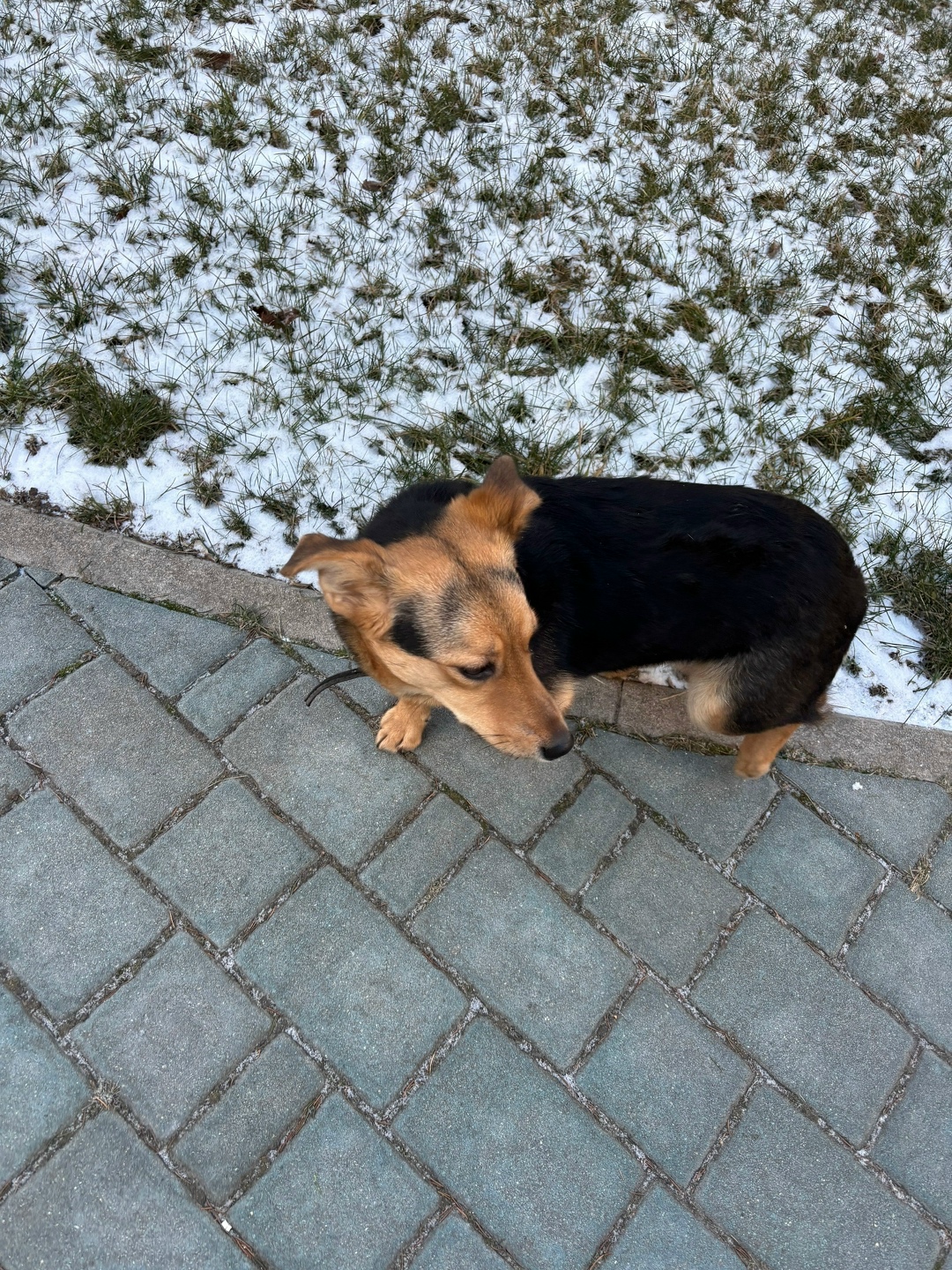 Найдена собака в Курске — фото объявления