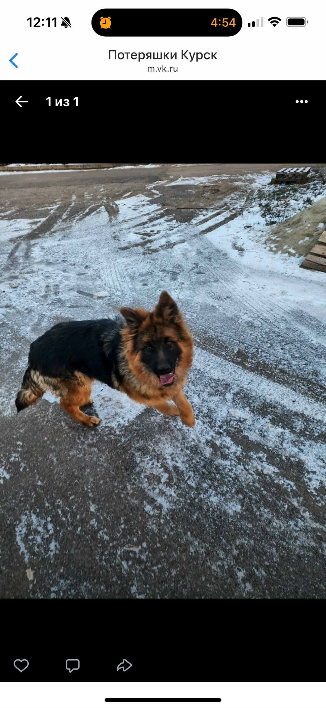 Найдена собака в Курске — фото объявления
